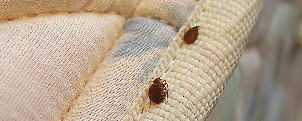 What Cause Bed Bugs