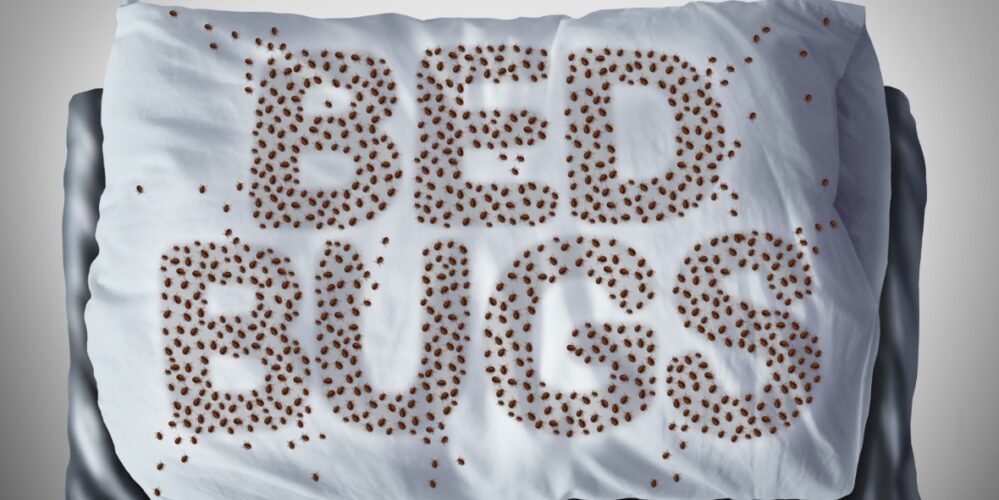 Bed Bugs in Hotels
