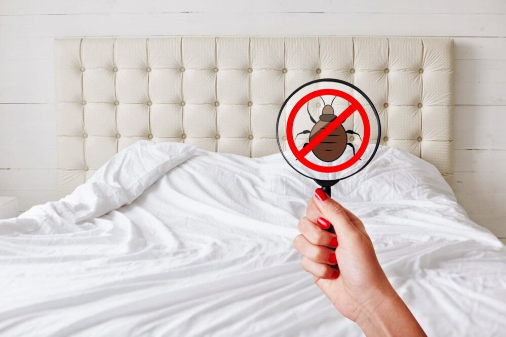 Bed Bug Management