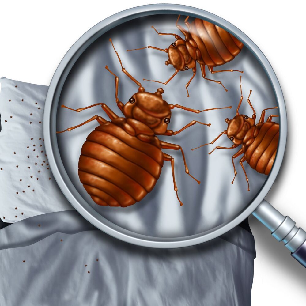 Bed Bugs Treatment